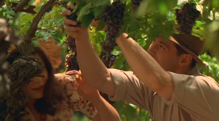 harvest-grape-wine